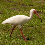 White Ibis